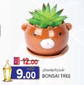 BONSAI TREE